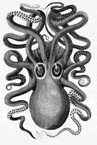 Oktopus