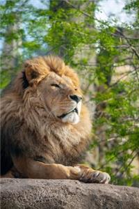 Majestic Male African Lion Basking in the Sun Journal