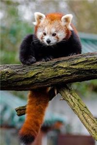 Mind Blowing Cute Little Red Panda 150 Page lined journal
