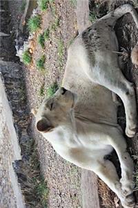 White Lion ... Well, Lioness Journal