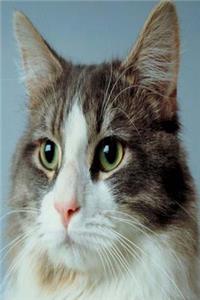 Alert Cat Photo Journal