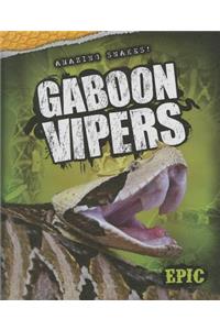 Gaboon Vipers