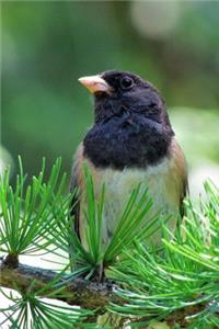 Dark-eyed Junco (Junco Hyemalis) Bird Journal