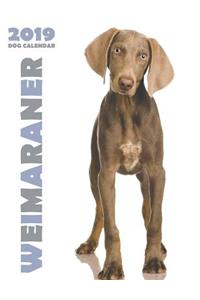 Weimaraner 2019 Dog Calendar