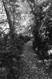 Robert Adams: An Old Forest Road