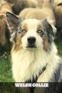 Welsh Collie