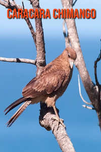 Caracara Chimango