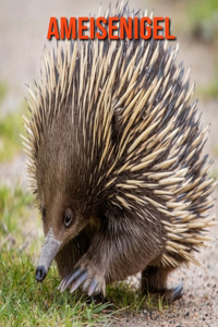 Ameisenigel