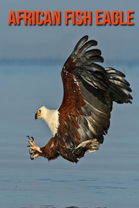 African Fish Eagle