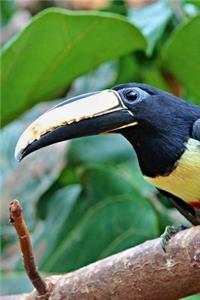 Collared Aracari Toucan Journal
