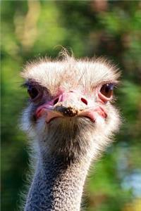 Ostrich