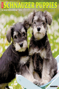 Just Schnauzer Puppies 2024 12 X 12 Wall Calendar