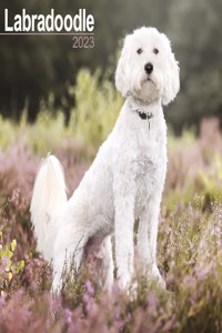 Labradoodle 2023 Wall Calendar