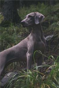 Weimaraner on a Hillside Journal