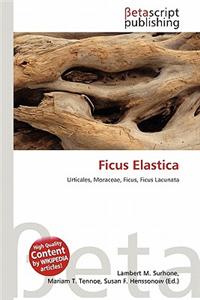 Ficus Elastica