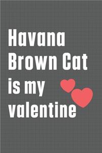 Havana Brown Cat is my valentine