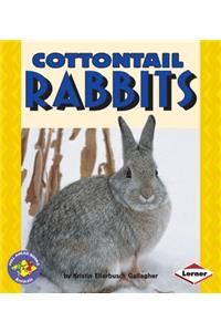 Cottontail Rabbits