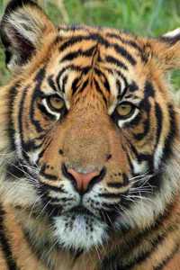 Sumatran Tiger Notebook
