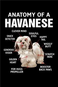 Anatomy Of A Havanese