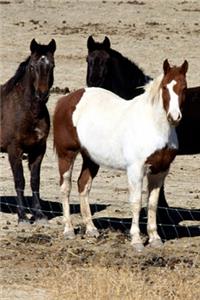 2020 Daily Planner Horse Photo Equine Pasture Trio 388 Pages