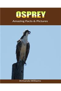 Osprey: Amazing Facts & Pictures