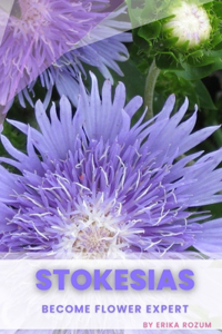 Stokesias: Become flower expert