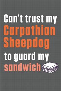 Can't trust my Carpathian Sheepdog to guard my sandwich