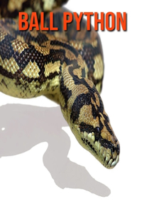 Ball Python