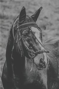 The Horse Rider's Portable Notebook