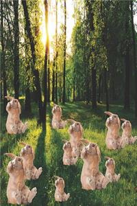 Rabbit Journal