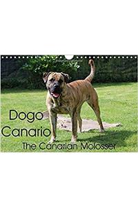 Dogo Canario, the Canarian Molosser 2017