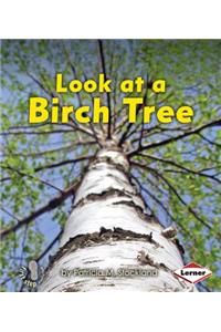 Look at a Birch Tree