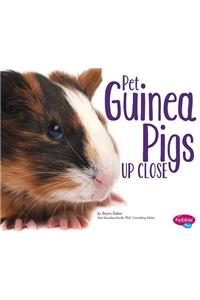 Pet Guinea Pigs Up Close