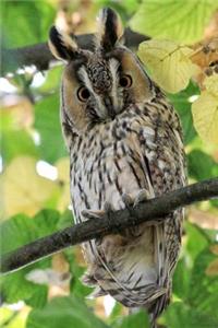 Long Eared Owl Bird Journal