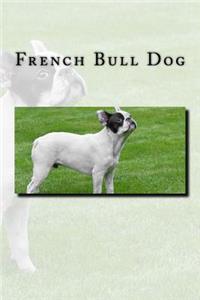 French Bull Dog