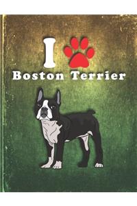 Boston Terrier