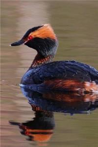 Horned Grebe (Podiceps Auritus) Bird Journal