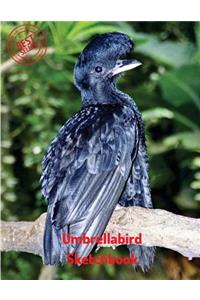 Umbrellabird Sketchbook