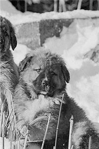 2019 Daily Planner Winter Theme Puppies 384 Pages