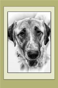 Anatolian Shepherd Dog Notebook
