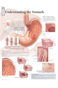 Understanding the Stomach Paper Poster