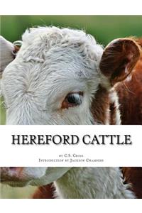 Hereford Cattle