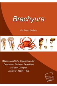 Brachyura