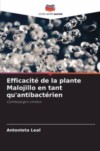 Efficacité de la plante Malojillo en tant qu'antibactérien