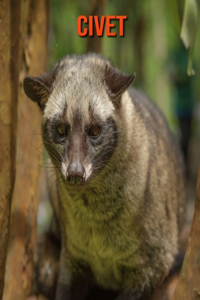 Civet