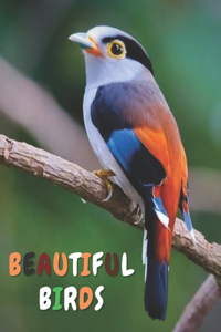 Beautiful Birds