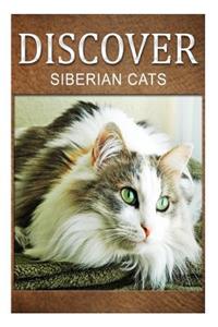 Siberian Cats - Discover
