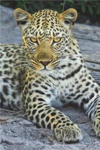 Leopard Checking You Out Journal