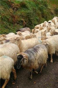 A Herd of Sheep Walking Along a Country Lane Journal