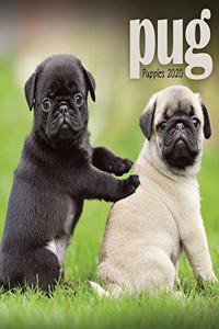 PUG PUPPIES M 2020